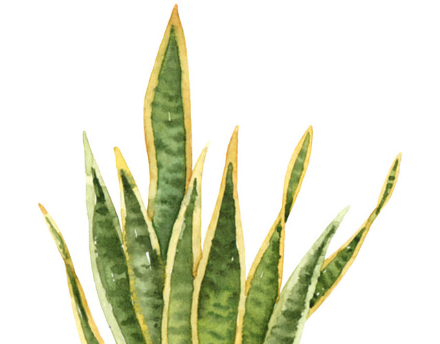 绿色植物盆栽矢量素材