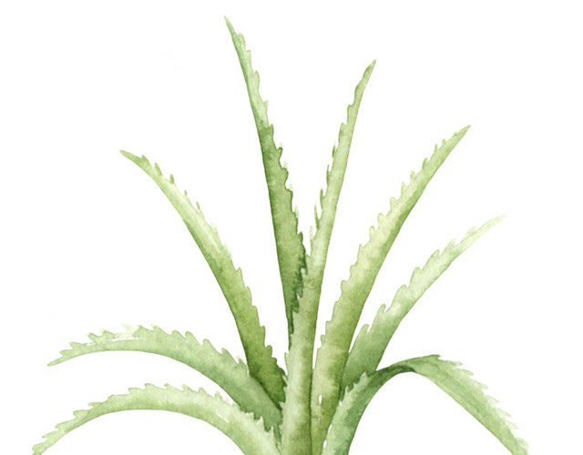 绿色植物盆栽矢量素材