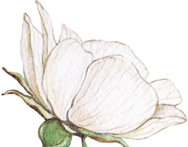 花矢量素材