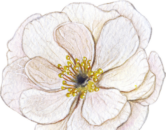 花矢量素材