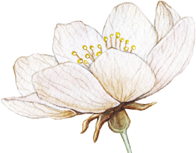 花矢量素材