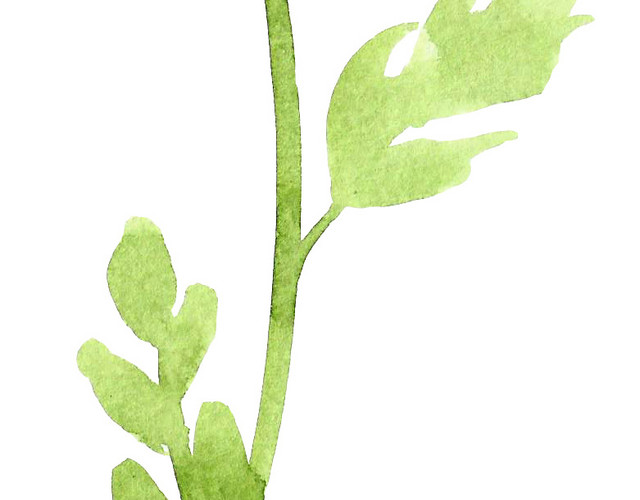 水彩手绘花矢量素材图