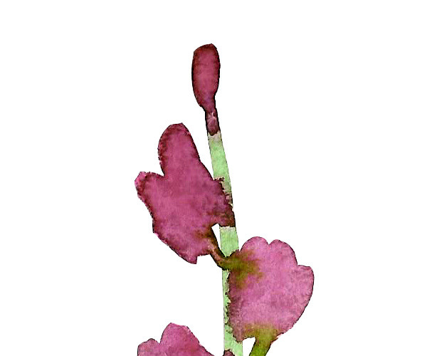 水彩手绘花矢量素材图