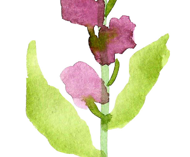 水彩手绘花矢量素材图