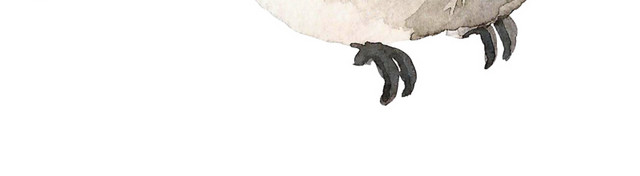 水彩手绘鸟矢量素材图