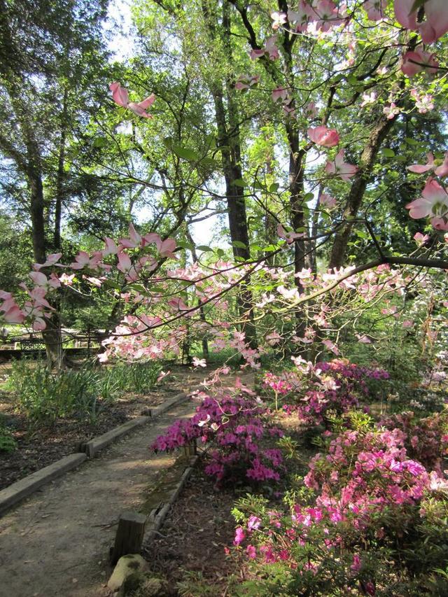公园 景观 花园 春 花 鲜花 自然