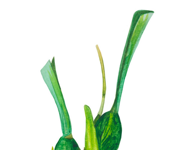 绿色小芽苗