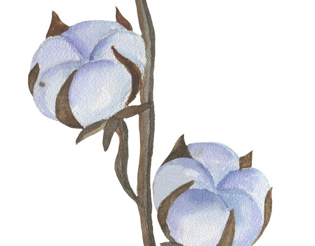 棉花素材