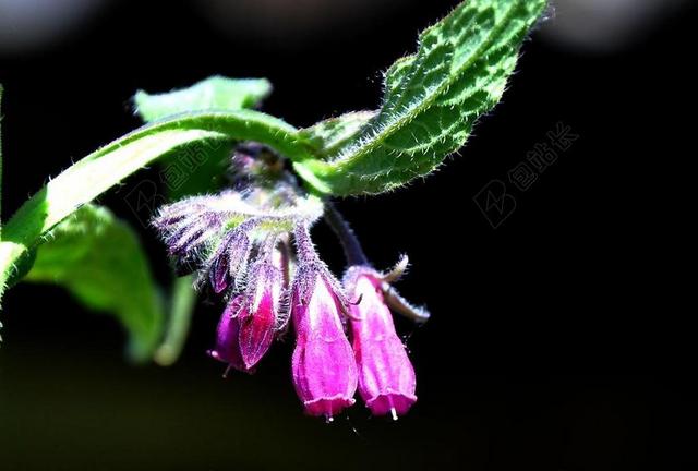 紫草科植物 春天 性质 野花