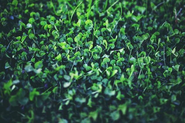 三叶草 三叶 植物 绿色 年轻 春 自然 小 圣帕特里克