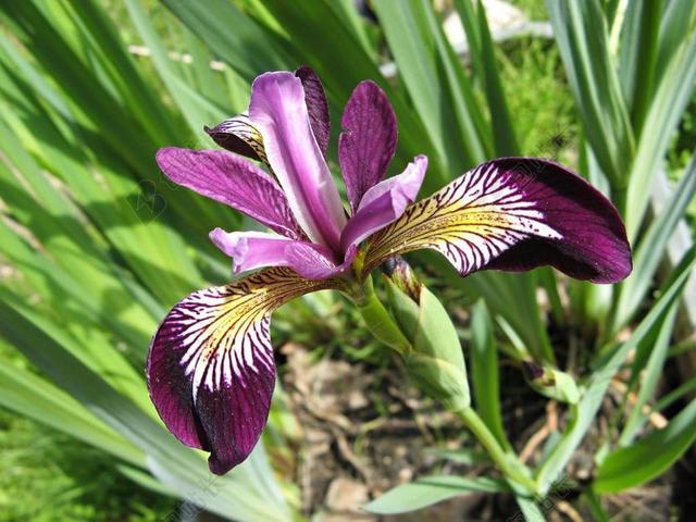 鸢尾花 虹膜 紫 IRIDACEAE 暗紫色 开花 观赏植物