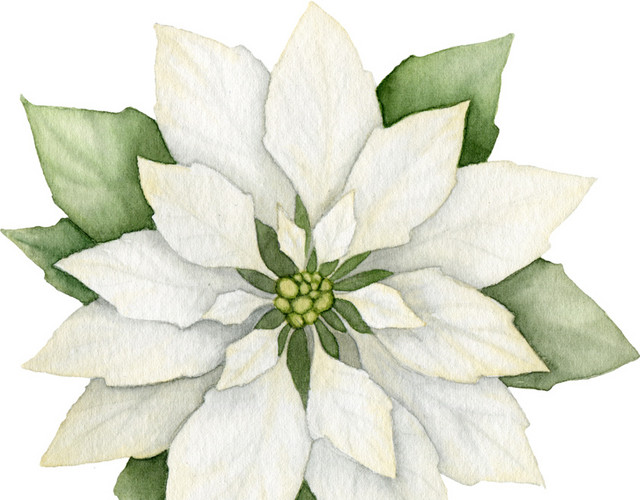 白花朵素材