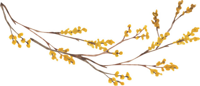 花枝素材