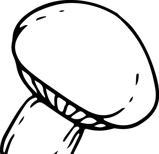 蘑菇