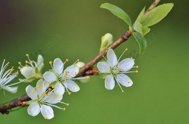 开花枝 科 鲜花 李子树 李子树花 春天 开花 厂 植物群