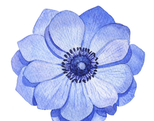 蓝花素材