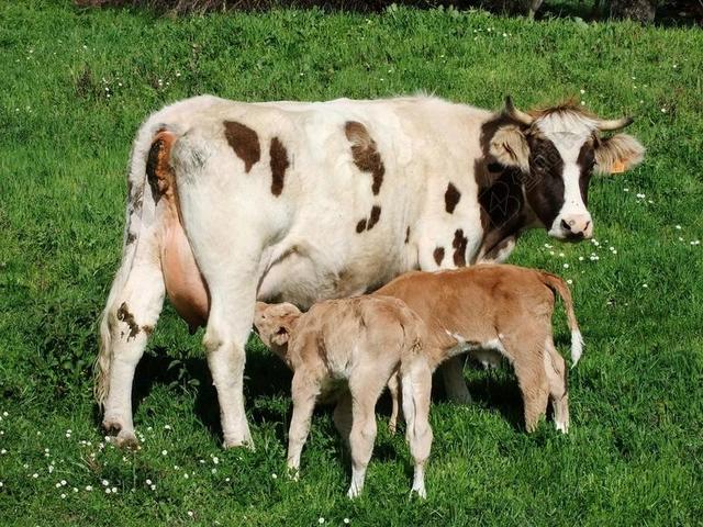牛 犊牛 牲畜 母牛与小牛 哺乳动物动物 牧场 装载 小牛肉