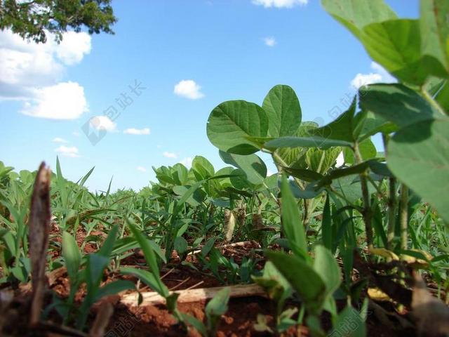 人工林 大豆 种植 谷物 农场 高原 巴西