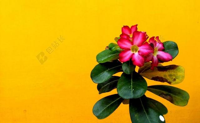 粉红植物特写红色的小花和枝叶背景图片