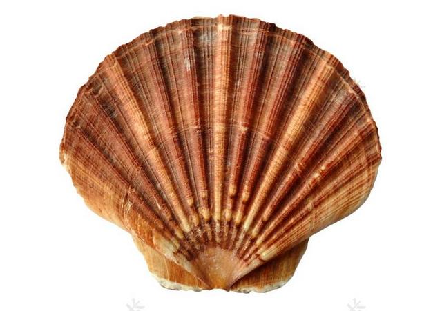 海 外壳 文蛤 海洋 海贝壳 海滩 沙 自然 软体动物