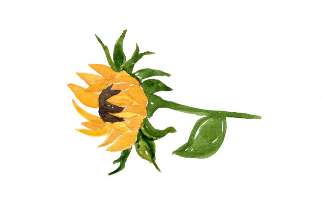 向阳葵花素材