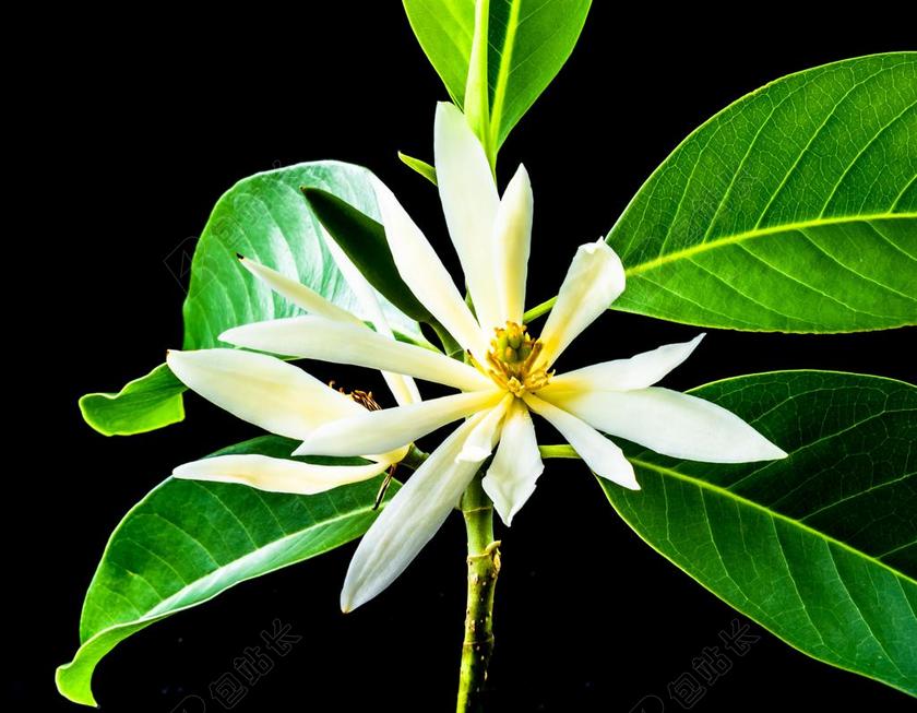 黄兰 梅花 开花 白 黄色 科 叶子 白玉兰黄兰 喜悦香水树