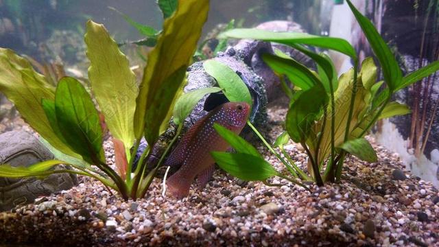 观赏鱼 水族馆 鱼 RUSOTIMANTTIAHVEN 冲钻鲈鱼