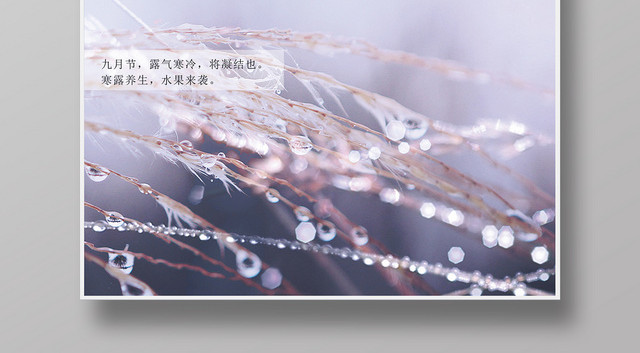 二十四节气寒露传统节气紫色清新宣传海报
