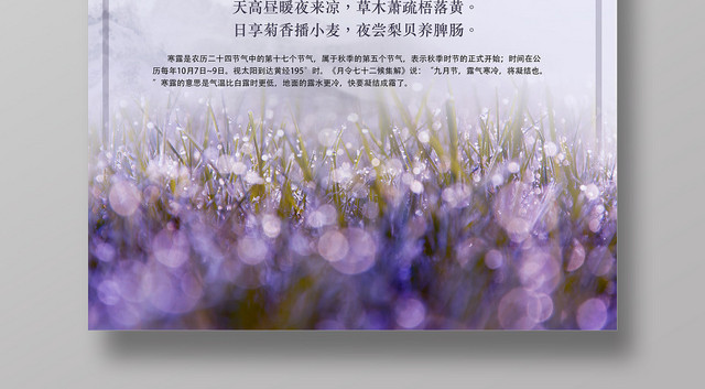 寒露中国二十四节气紫色宣传海报