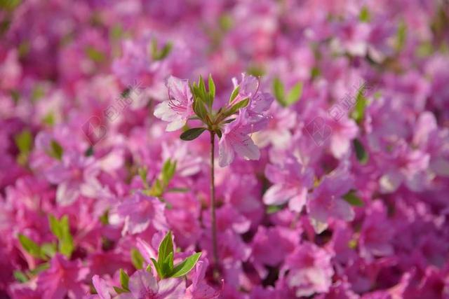 杜鹃花 粉红色 春天 植物 4 月 景观 大自然