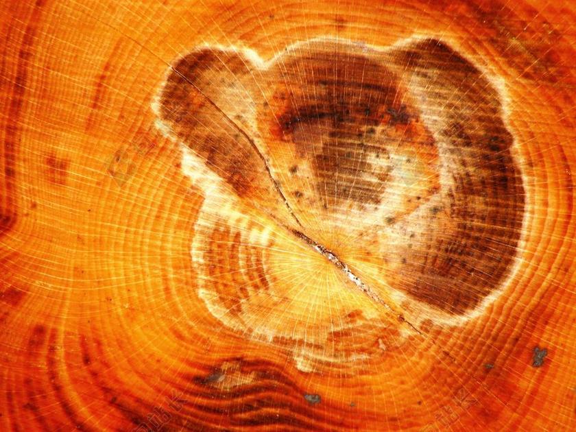 木材纹理木纹背景图片