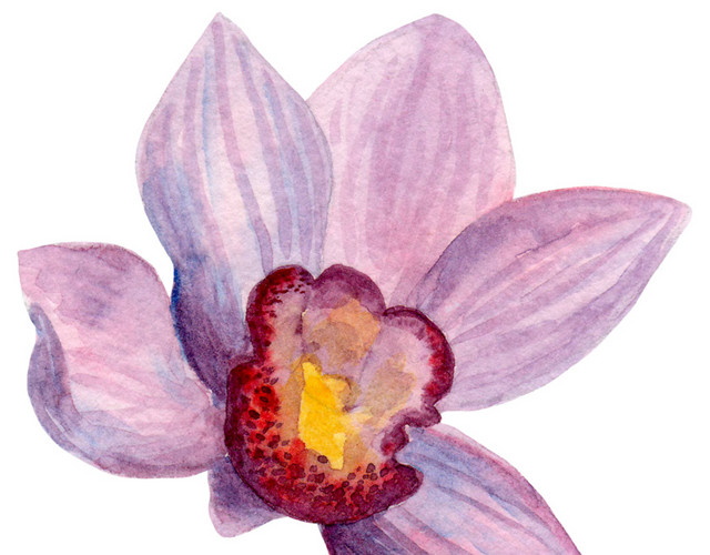 粉色水仙花素材
