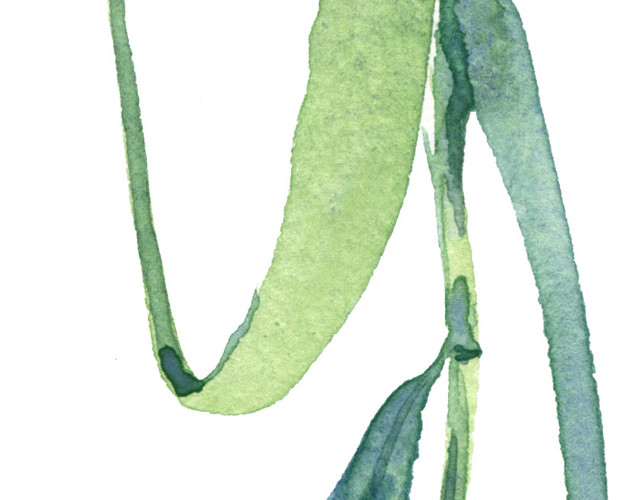 水彩手绘柳树叶子素材