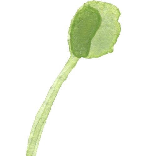 手绘植物