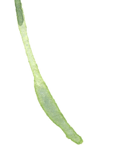 绿色花藤叶藤素材