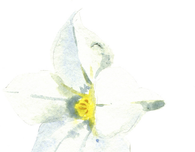 手绘白色花朵矢量图