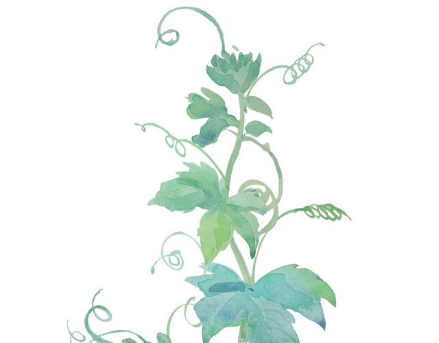水彩叶子插画素材