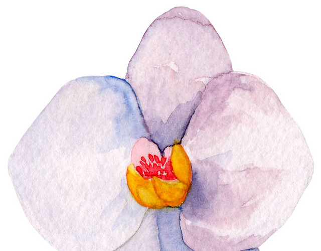 水仙花矢量素材