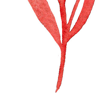 红色手绘花草素材