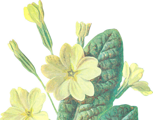 花色花朵花卉矢量免抠图素材
