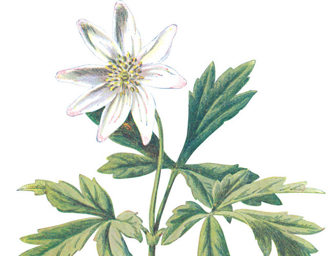 手绘白色野花素材