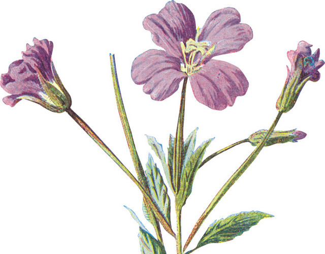 草本紫色野花素材
