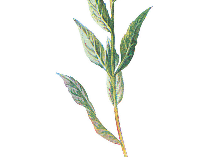 草本紫色野花素材