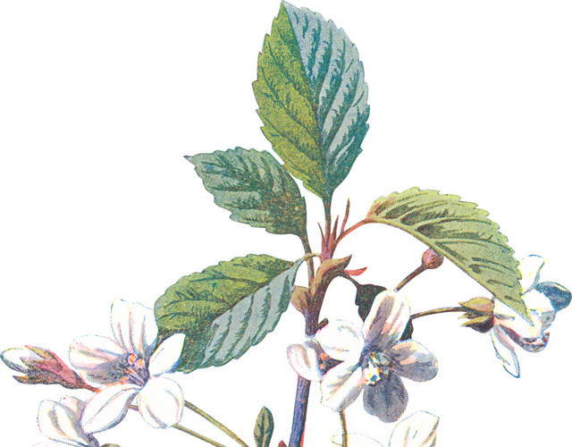 手绘白色花枝素材