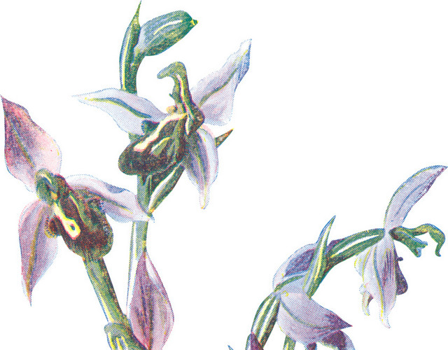 手绘草本紫色野花素材