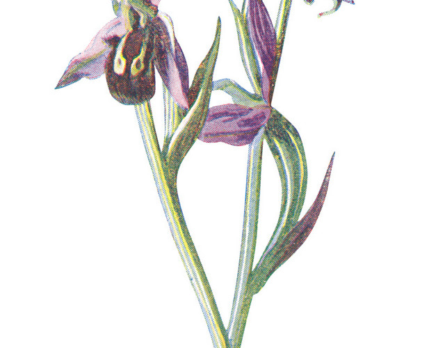 手绘草本紫色野花素材