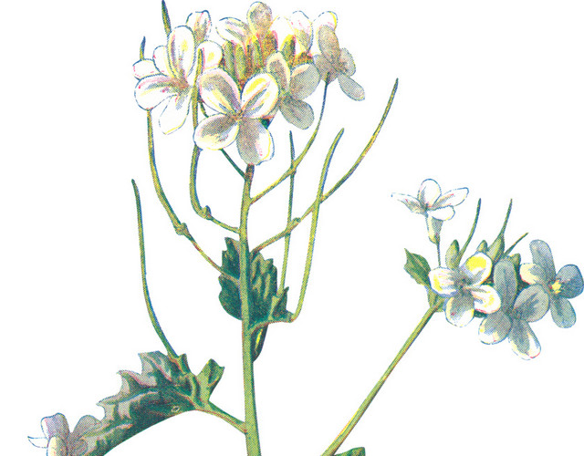 白色小花野花手绘素材