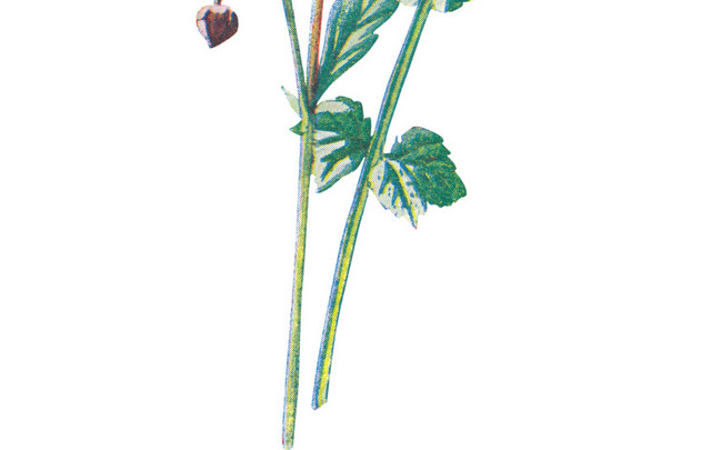 矢量野花花朵素材