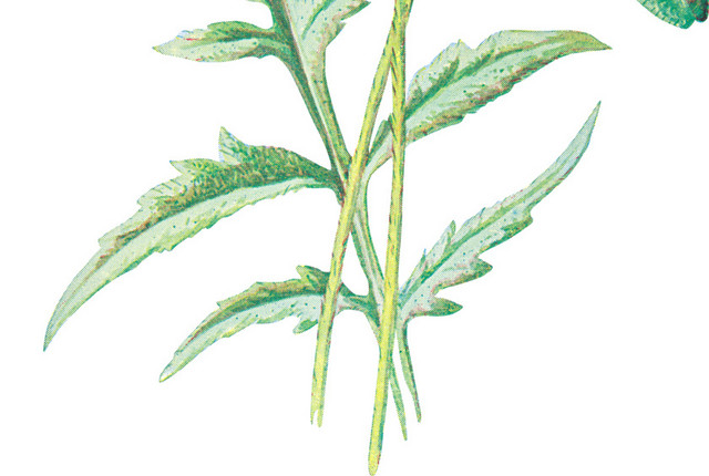 红色虞美人素材