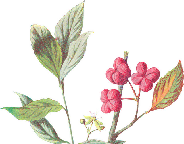 手绘白色红色野花素材